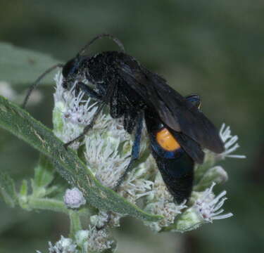 صورة Psorthaspis brimleyi (Malloch 1928)