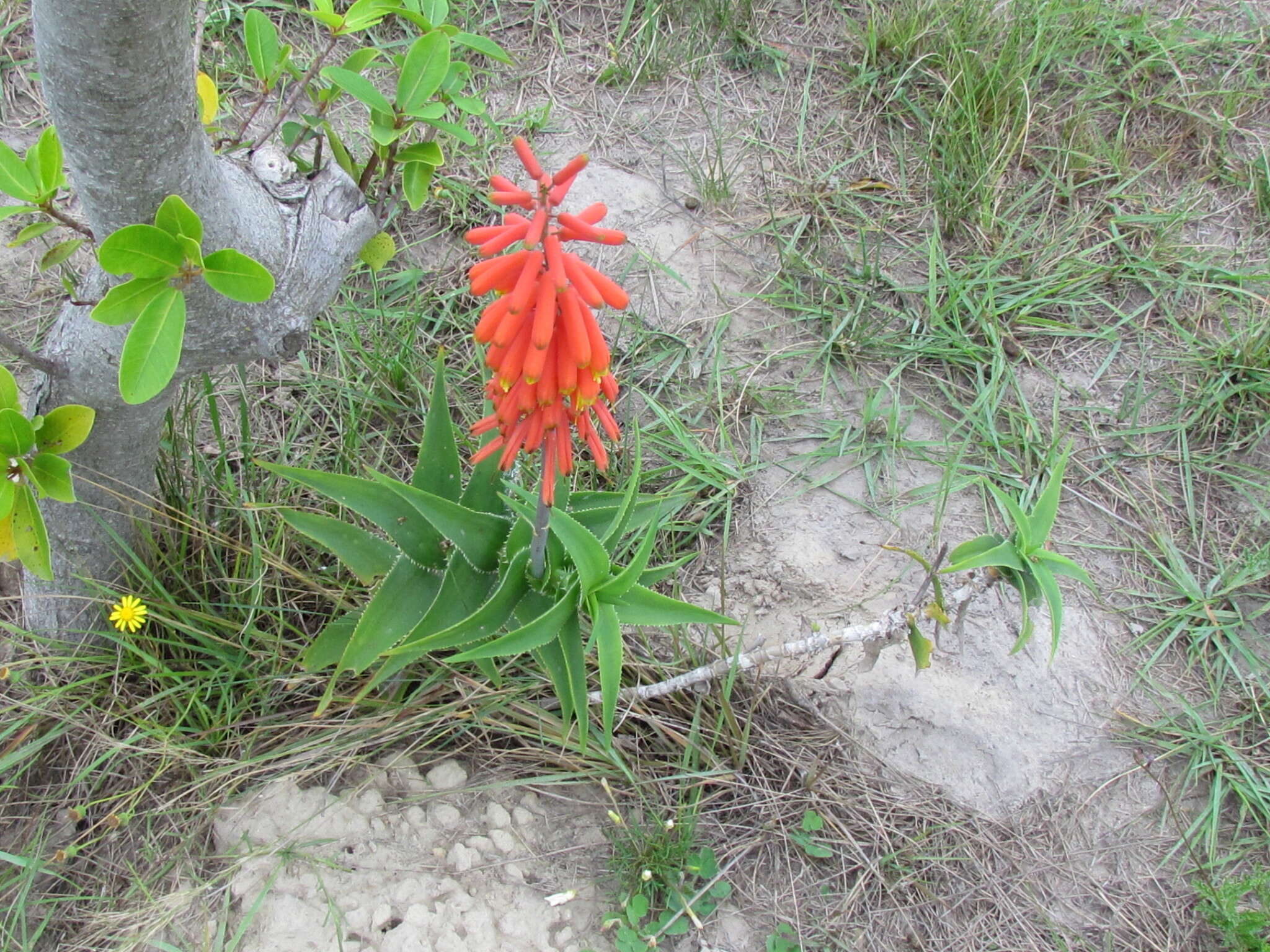 Image of Aloiampelos ciliaris var. ciliaris