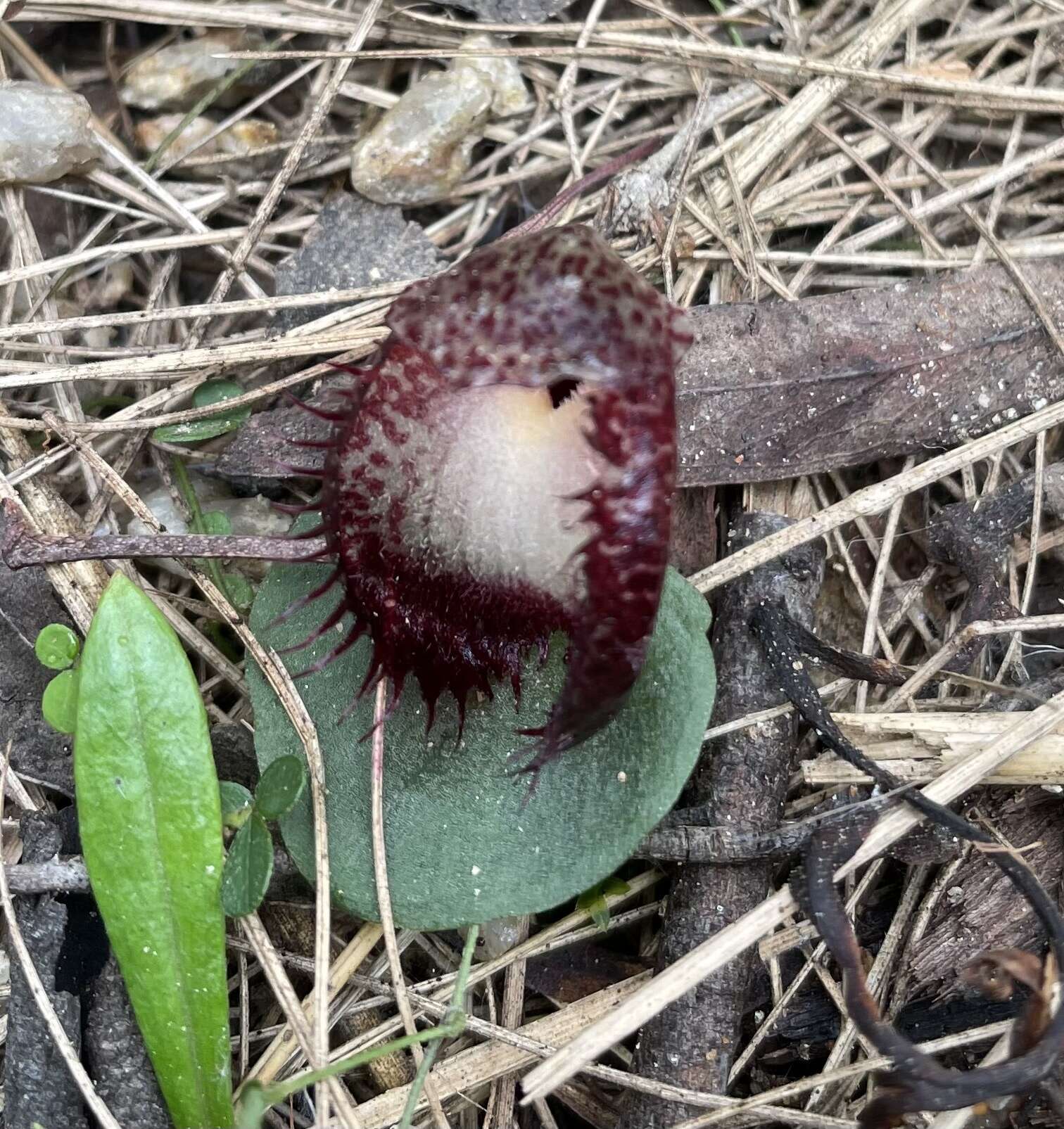 Image of Bristly helmet orchid