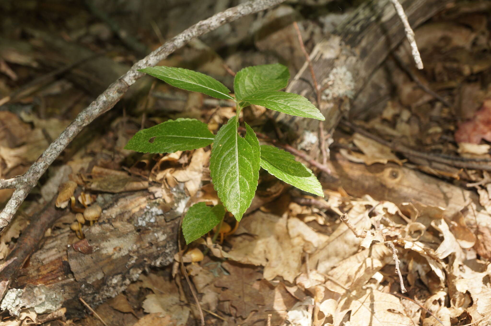 Image of Mercurialis paxii Graebn.