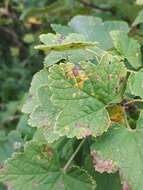 Image of White-pine blister rust