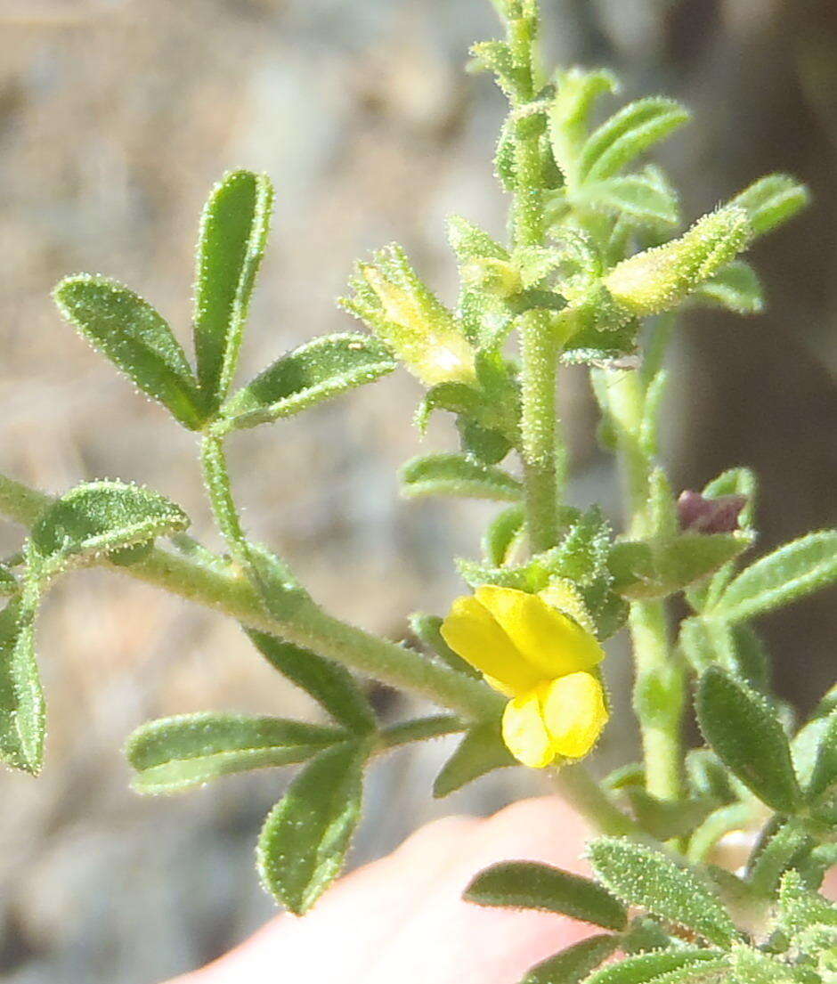 Image of Melolobium obcordatum Harv.