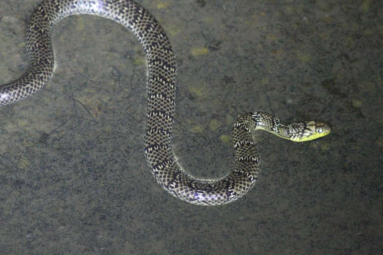 Image of Smith's African Water Snake