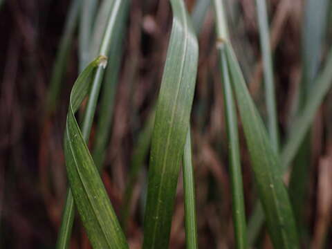 Image of Hawaii Blue Grass