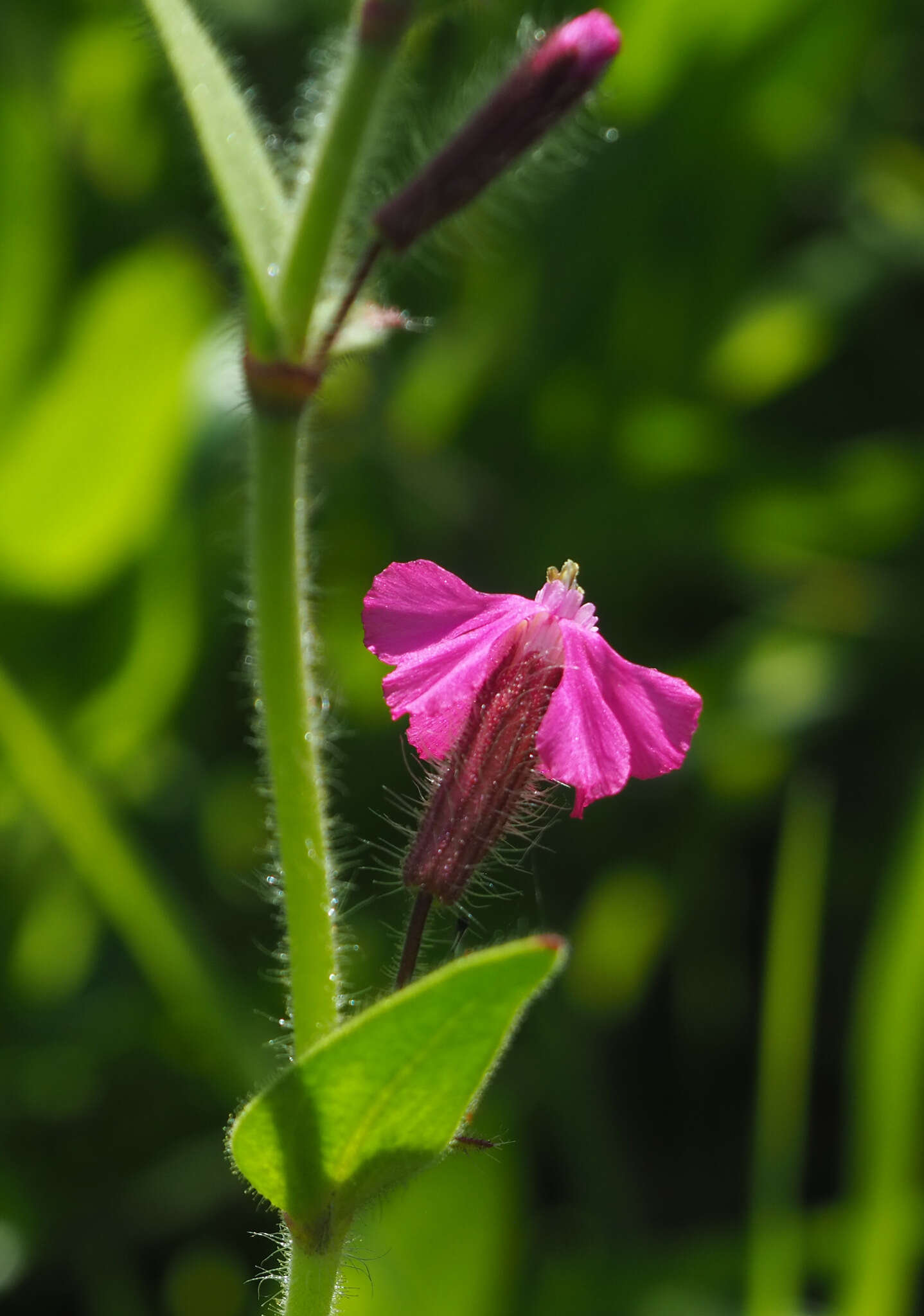 Image of Silene palaestina Boiss.