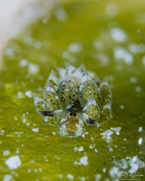 Image of Costasiella kuroshimae Ichikawa 1993