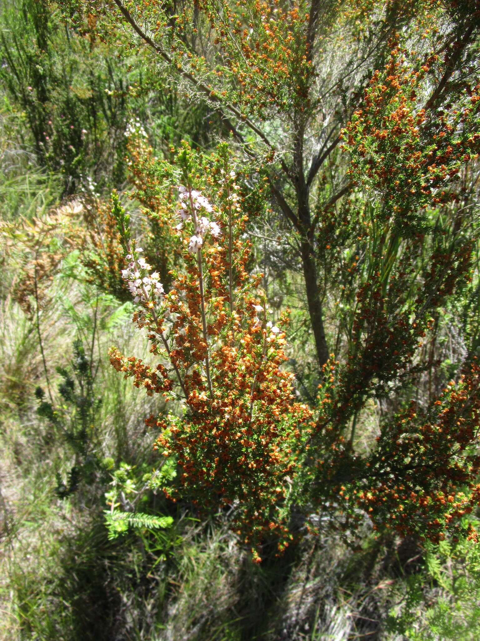 Image of Erica simulans Dulfer