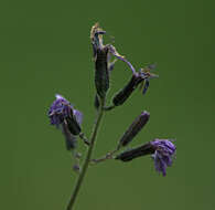 Image de Cicerbita azurea (Ledeb.) Beauv.