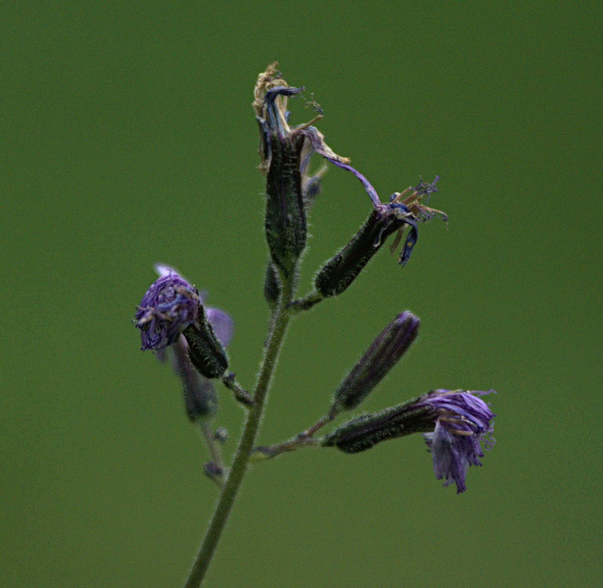 Image of Cicerbita azurea (Ledeb.) Beauv.