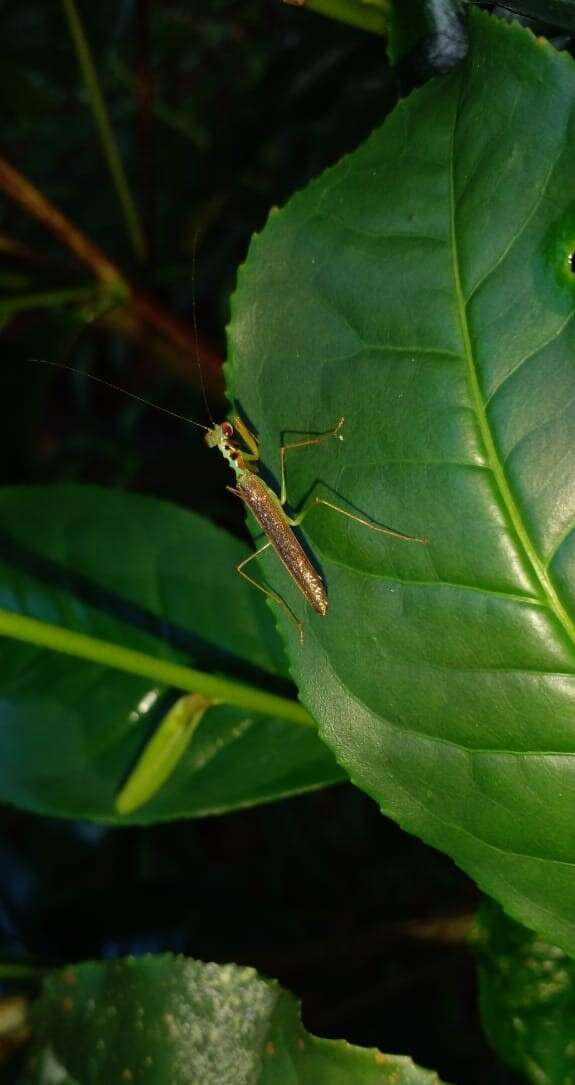 صورة Hapalopezella maculata Kirby 1904