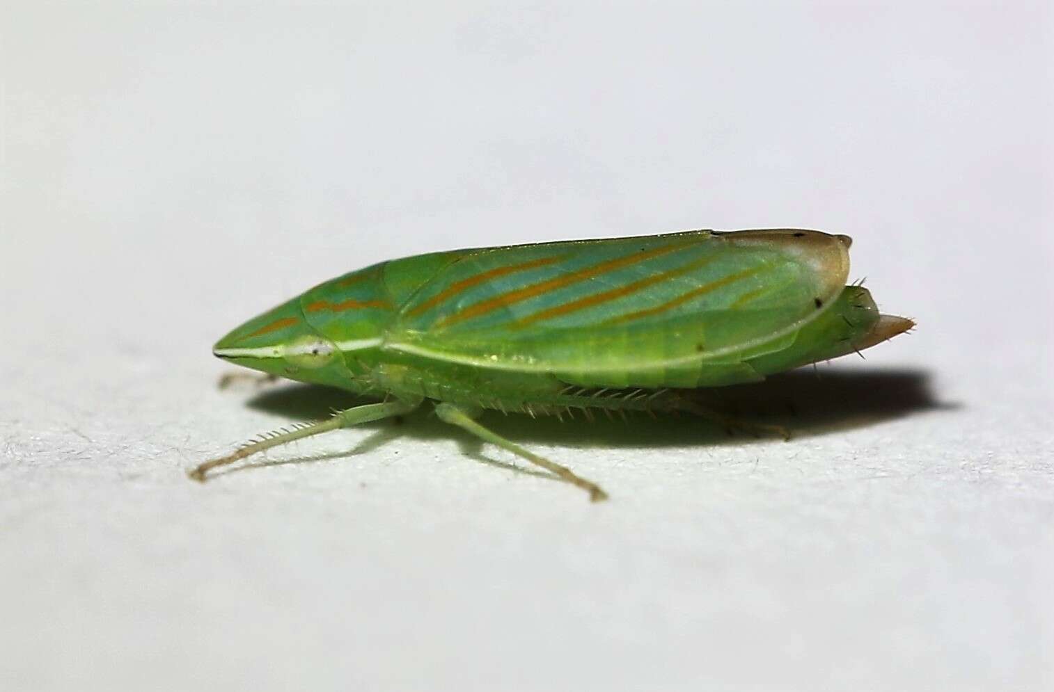 Image of Spangbergiella quadripunctata Lawson 1932