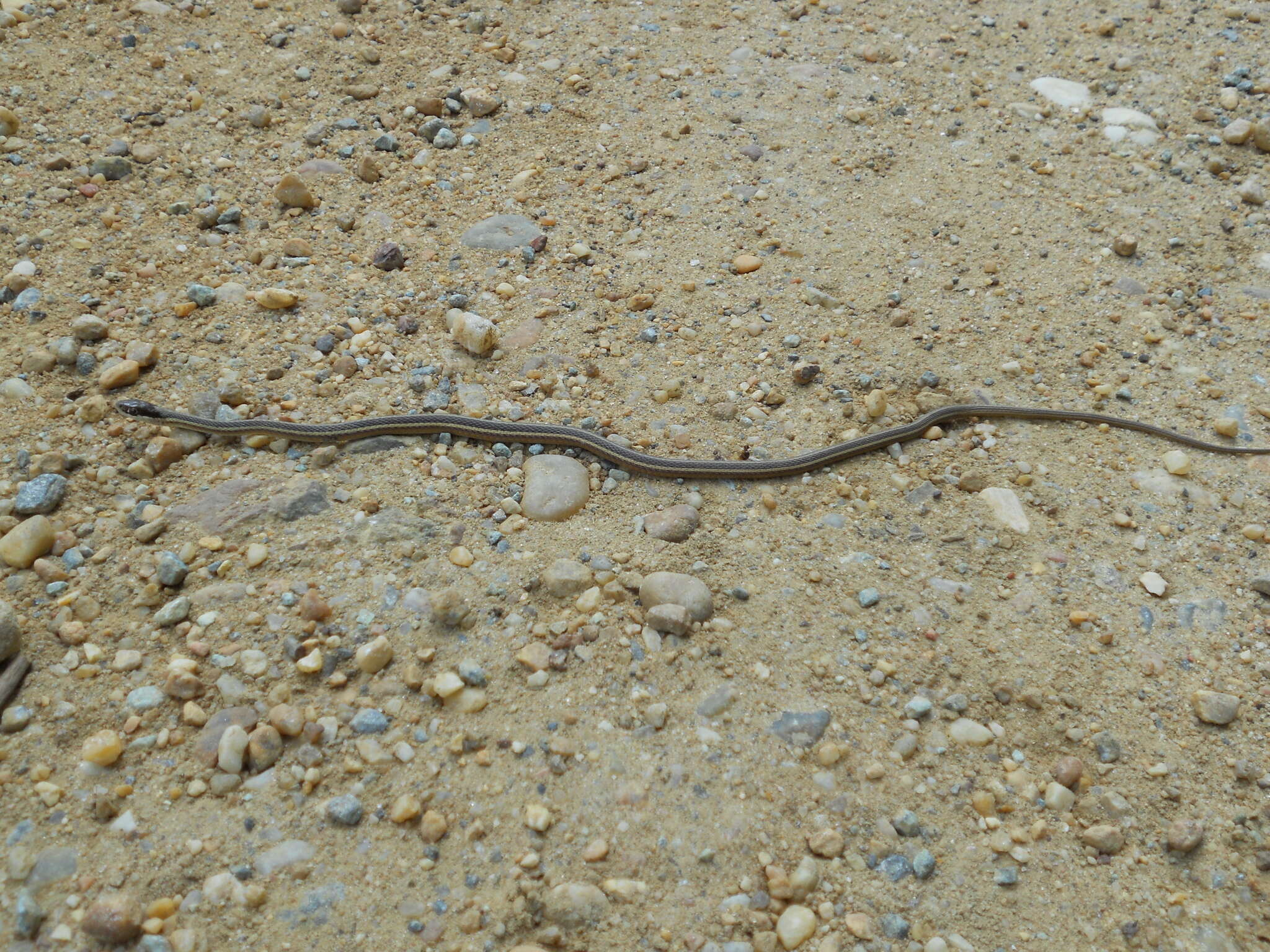 Image of Thamnophis saurita saurita (Linnaeus 1766)