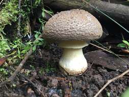 Image de Amanita luteolovelata D. A. Reid 1978