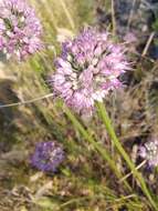 Image of Allium cretaceum N. Friesen & Seregin