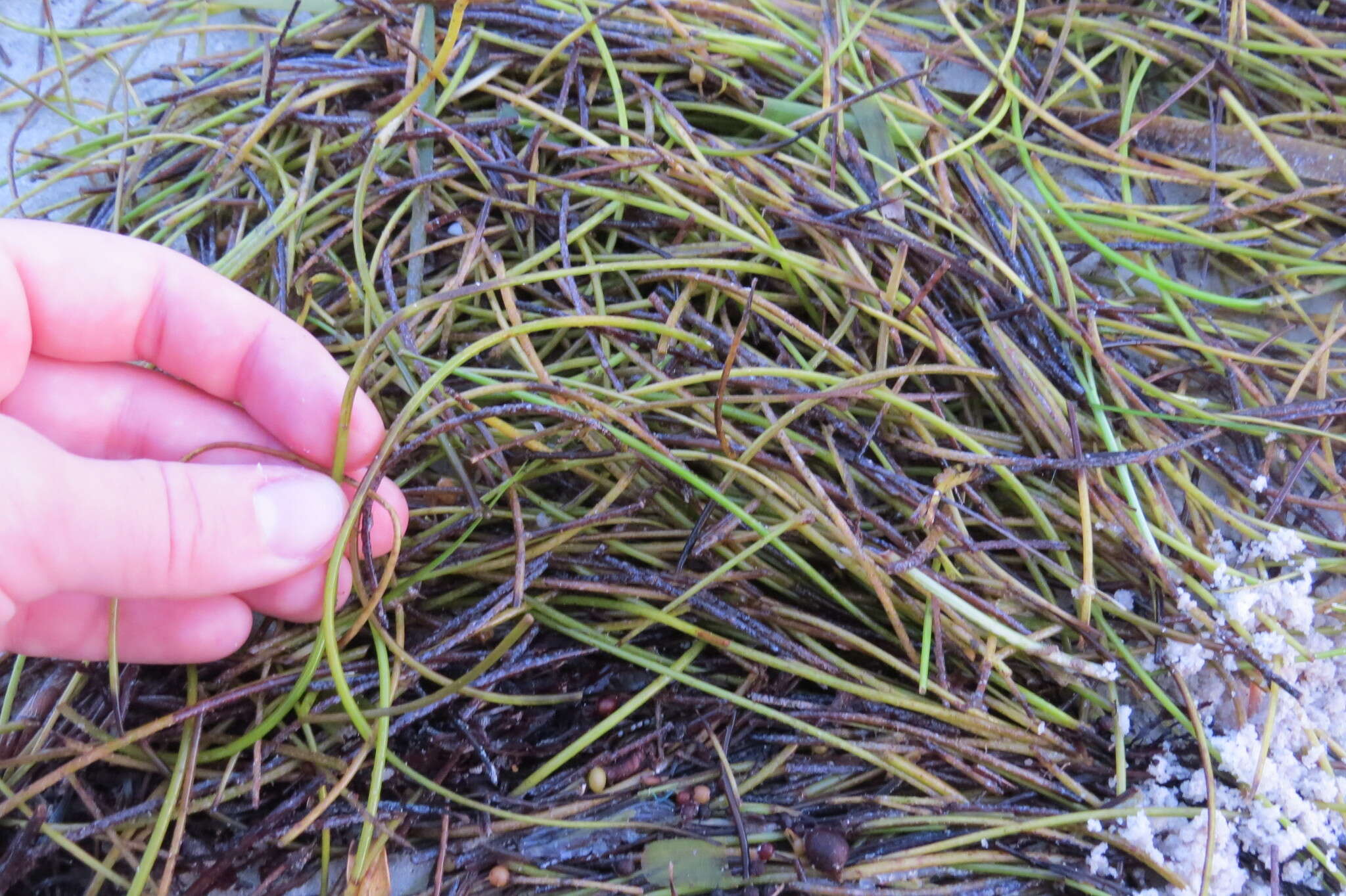 Image of Manatee Grass