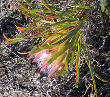 Image of Bashful protea