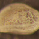 Sivun Radimella aurita (Skogsberg 1928) kuva