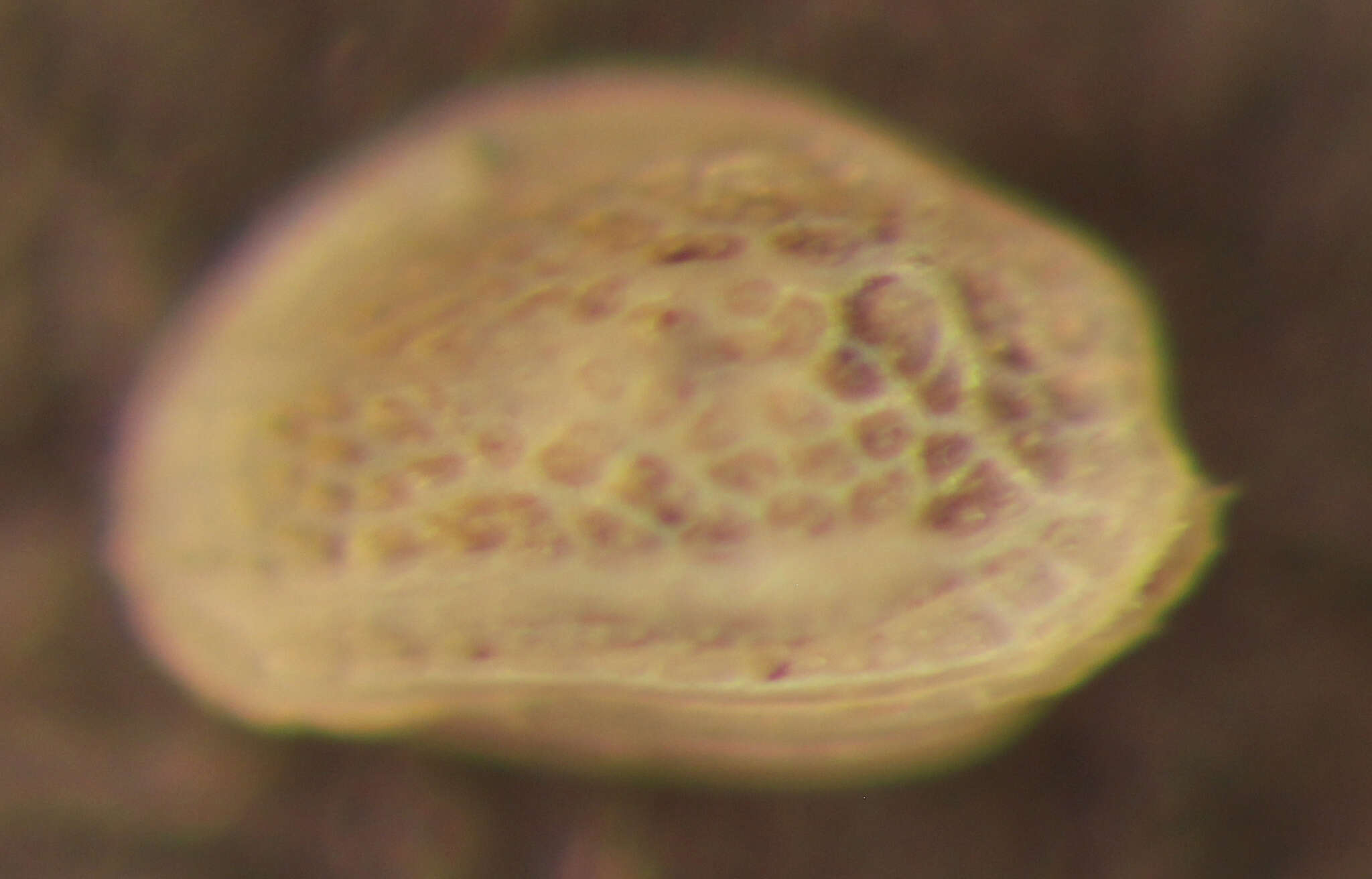 Imagem de Radimella aurita (Skogsberg 1928)