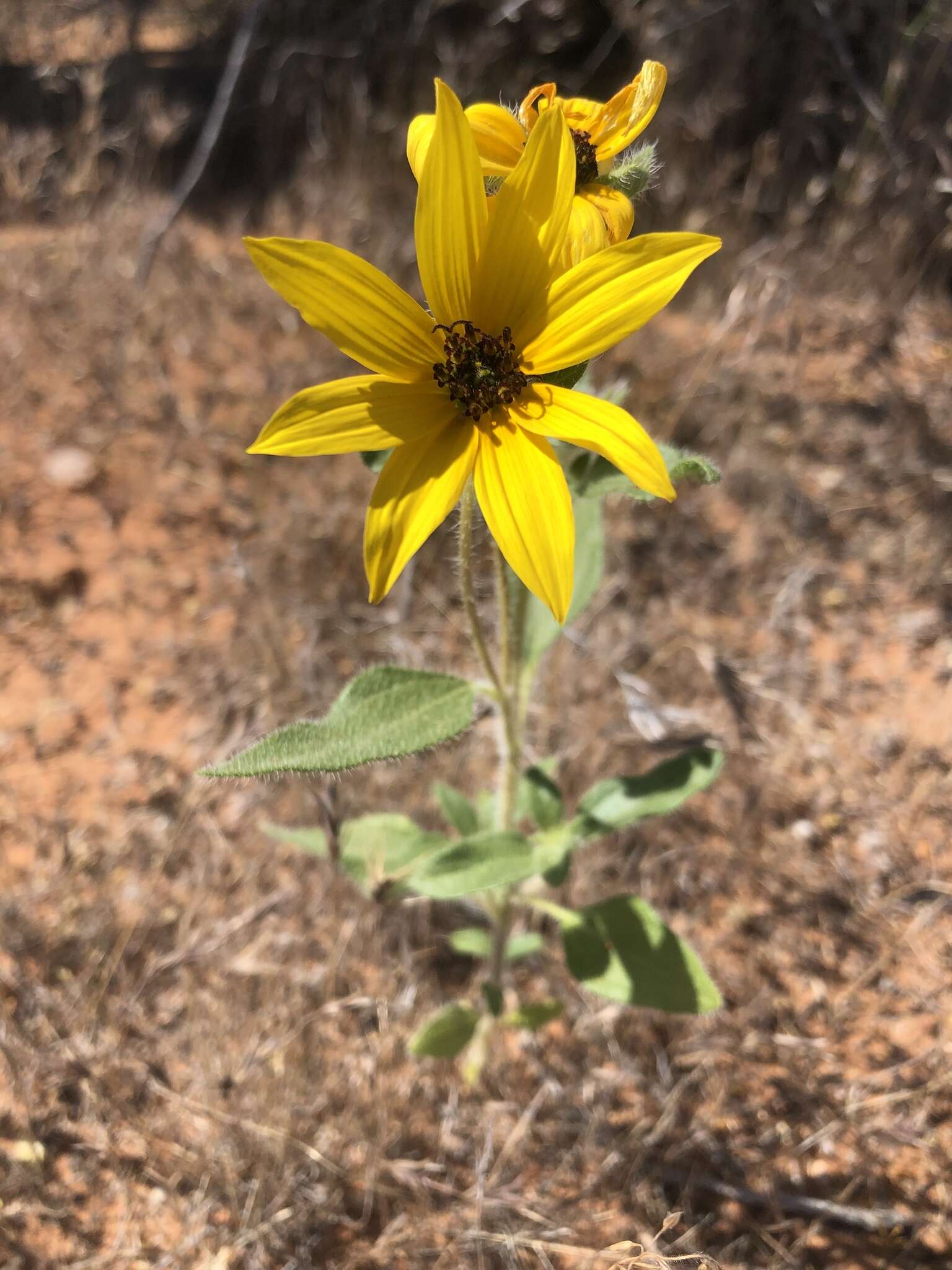 Image of Helianthus deserticola Heiser