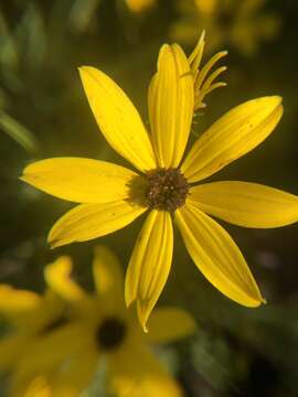 Image of woodland tickseed