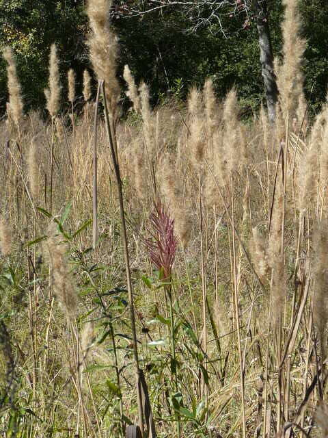 Image of Giant Plume Grass