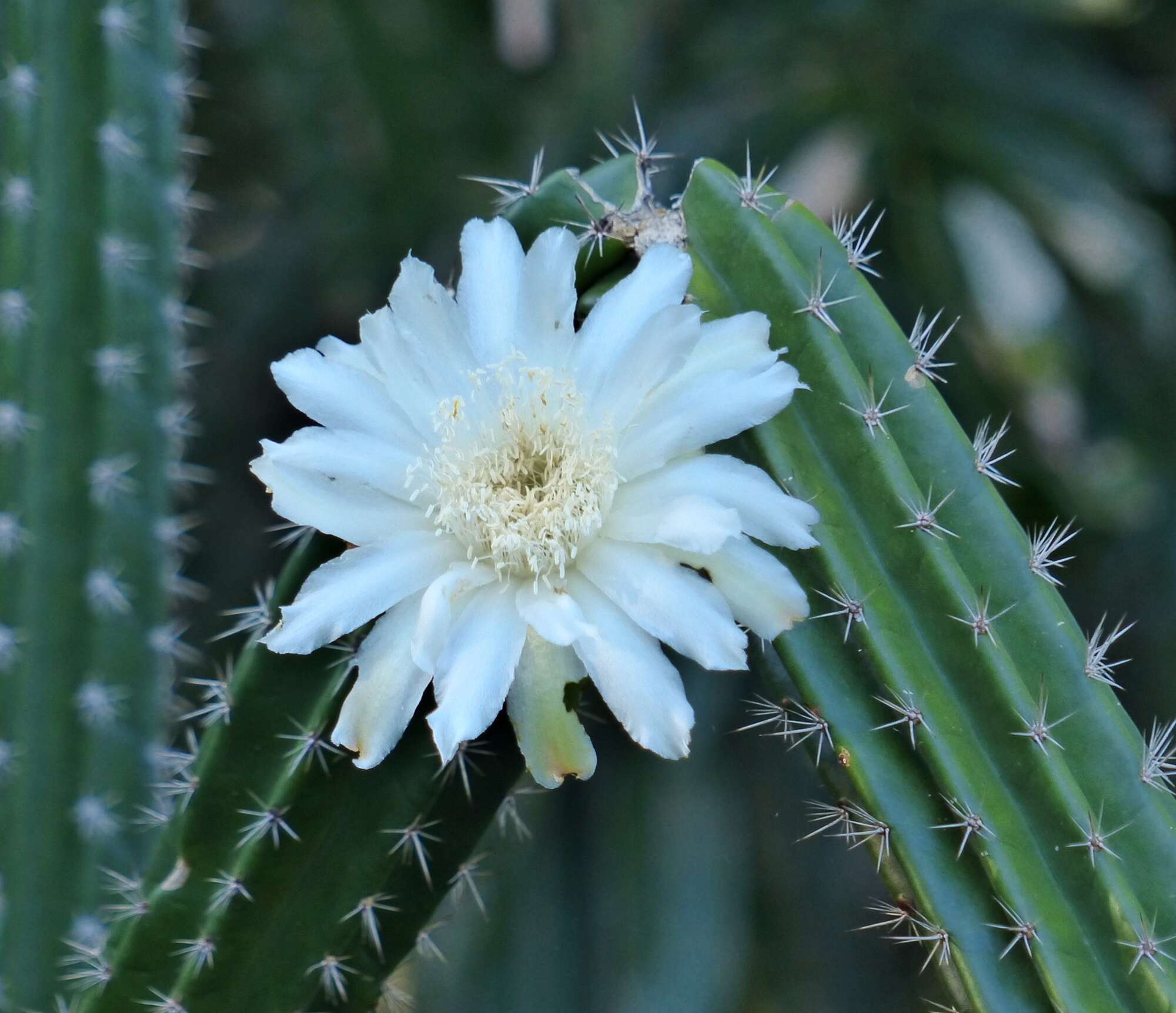 صورة Praecereus euchlorus (F. A. C. Weber ex K. Schum.) N. P. Taylor