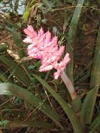 Image of Aechmea distichantha Lem.