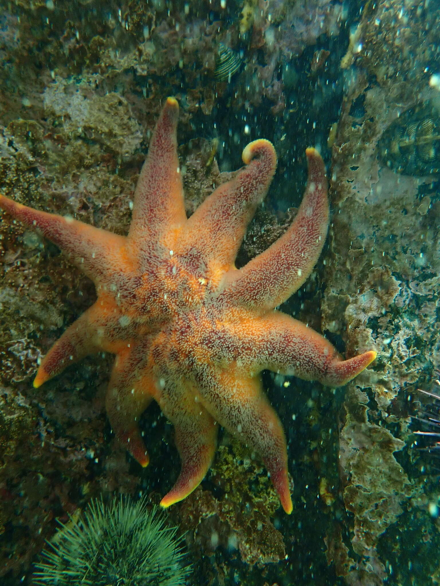 Imagem de Solaster endeca (Linnaeus 1771)