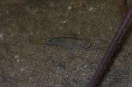 Image of Desert Pupfish