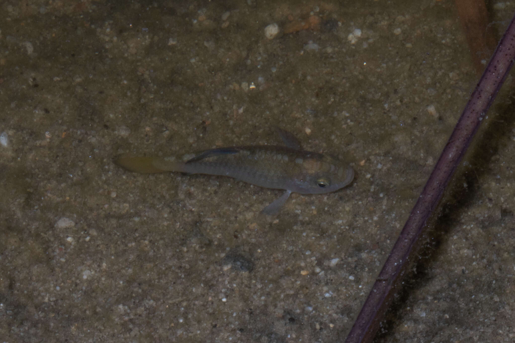 Image of Desert Pupfish