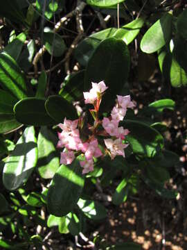 Image of Boronia koniambiensis Däniker