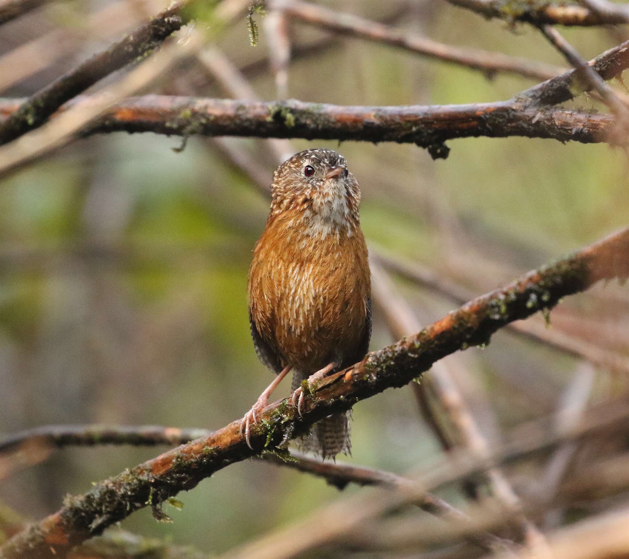 Слика од Spelaeornis troglodytoides (Verreaux & J 1871)