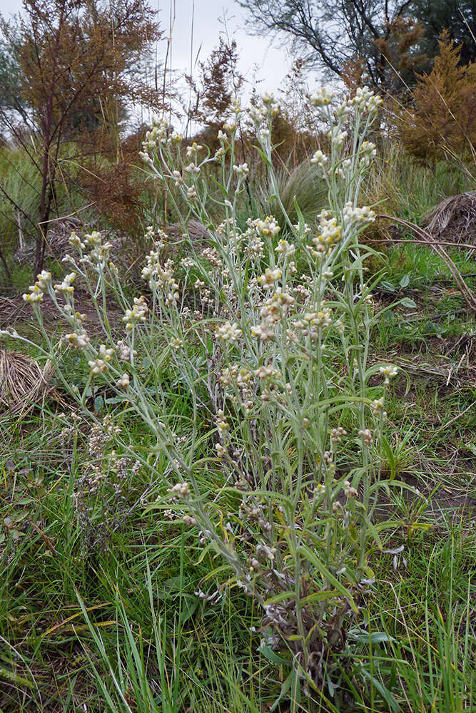 Слика од Pseudognaphalium gaudichaudianum (DC.) A. A. Anderberg