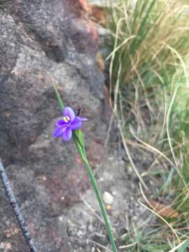 Image of Aristea abyssinica Pax