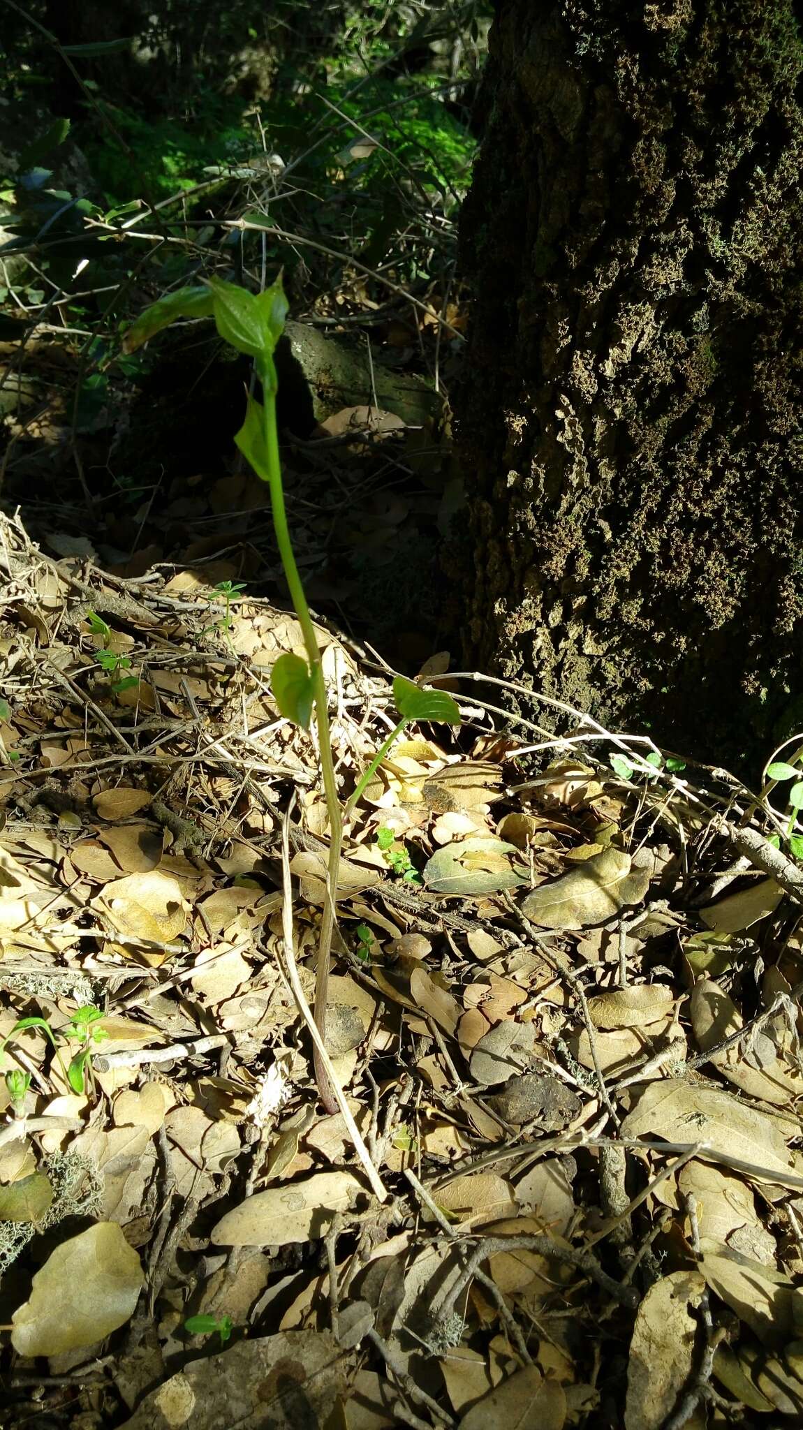 Image of Dioscorea communis (L.) Caddick & Wilkin