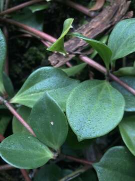 Image of peperomia