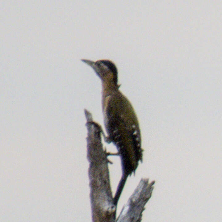 Image of Laced Woodpecker
