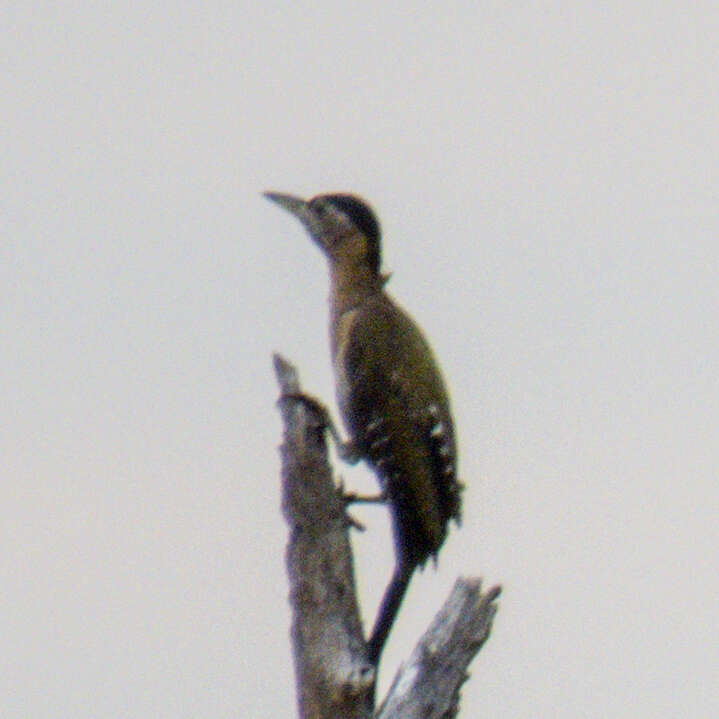 Picus vittatus Vieillot 1818 resmi