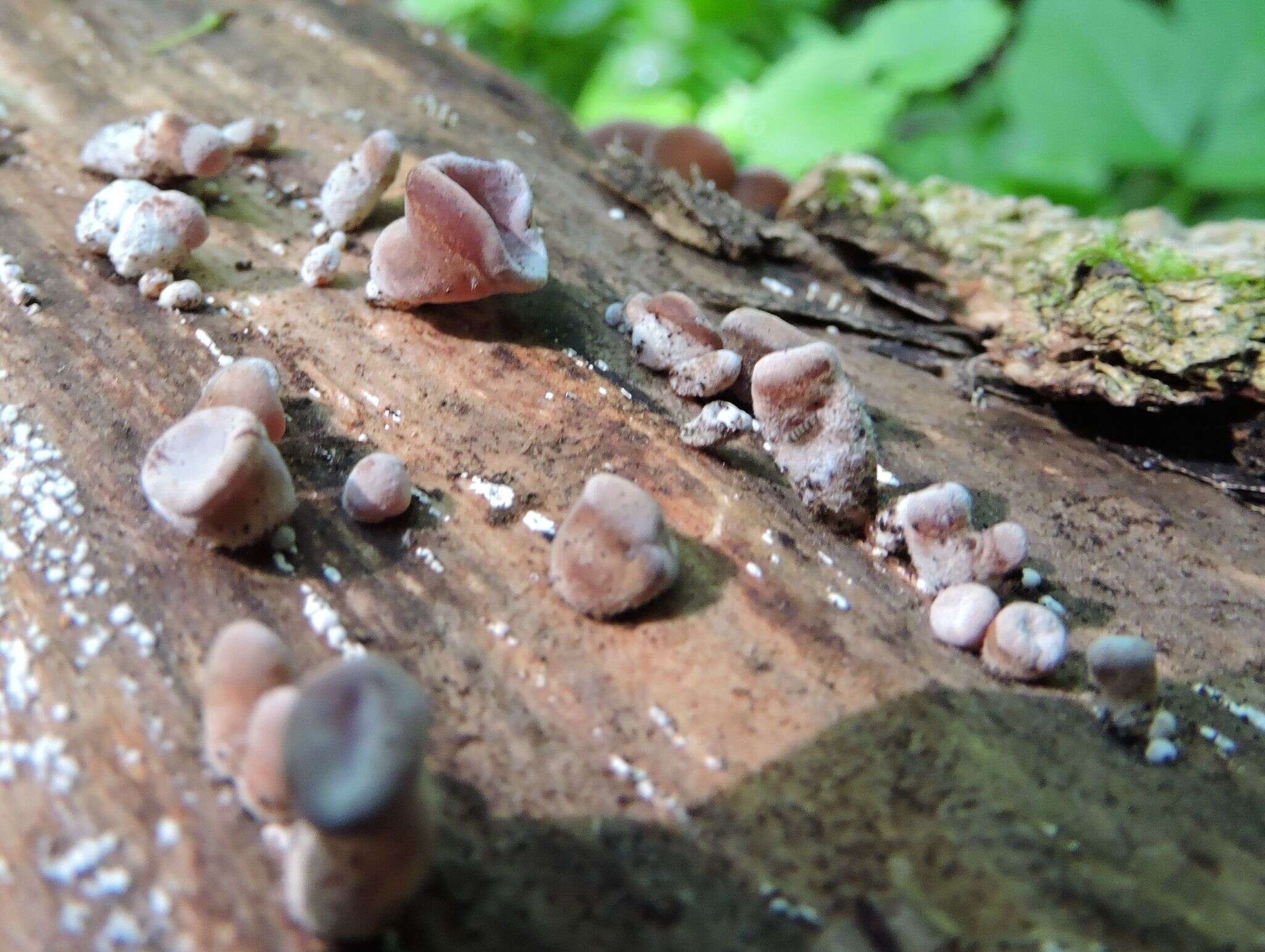 Image of Auricularia americana Parmasto & I. Parmasto ex Audet, Boulet & Sirard 2003