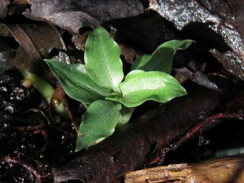 Aspidogyne querceticola (Lindl.) Meneguzzo resmi