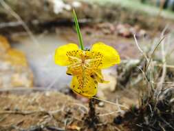 Image of Tigridia dugesii S. Watson