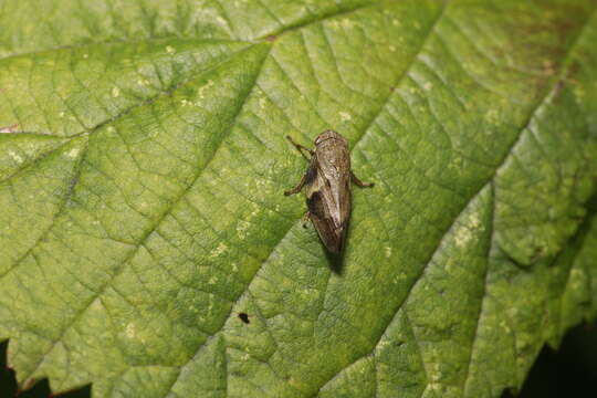 Image of European Alder Spittlebug