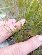 Imagem de Juncus novae-zelandiae Hook. fil.