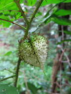 Image of Solanum mahoriense W. G. D' Arcy & A. Rakotozafy