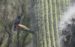 Image of White-winged Black Tyrant