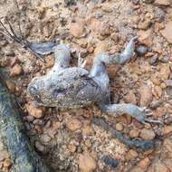 Image of Eastern Owl Frog