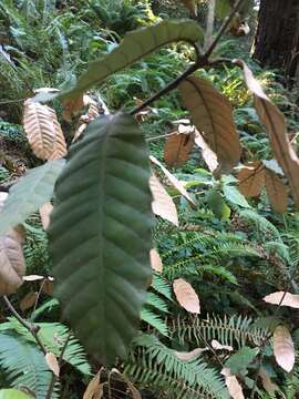 Image of Sudden oak death