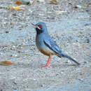 Image of Turdus plumbeus rubripes Temminck 1826