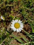 Image of Anthemis tigreensis J. Gay ex A. Rich.