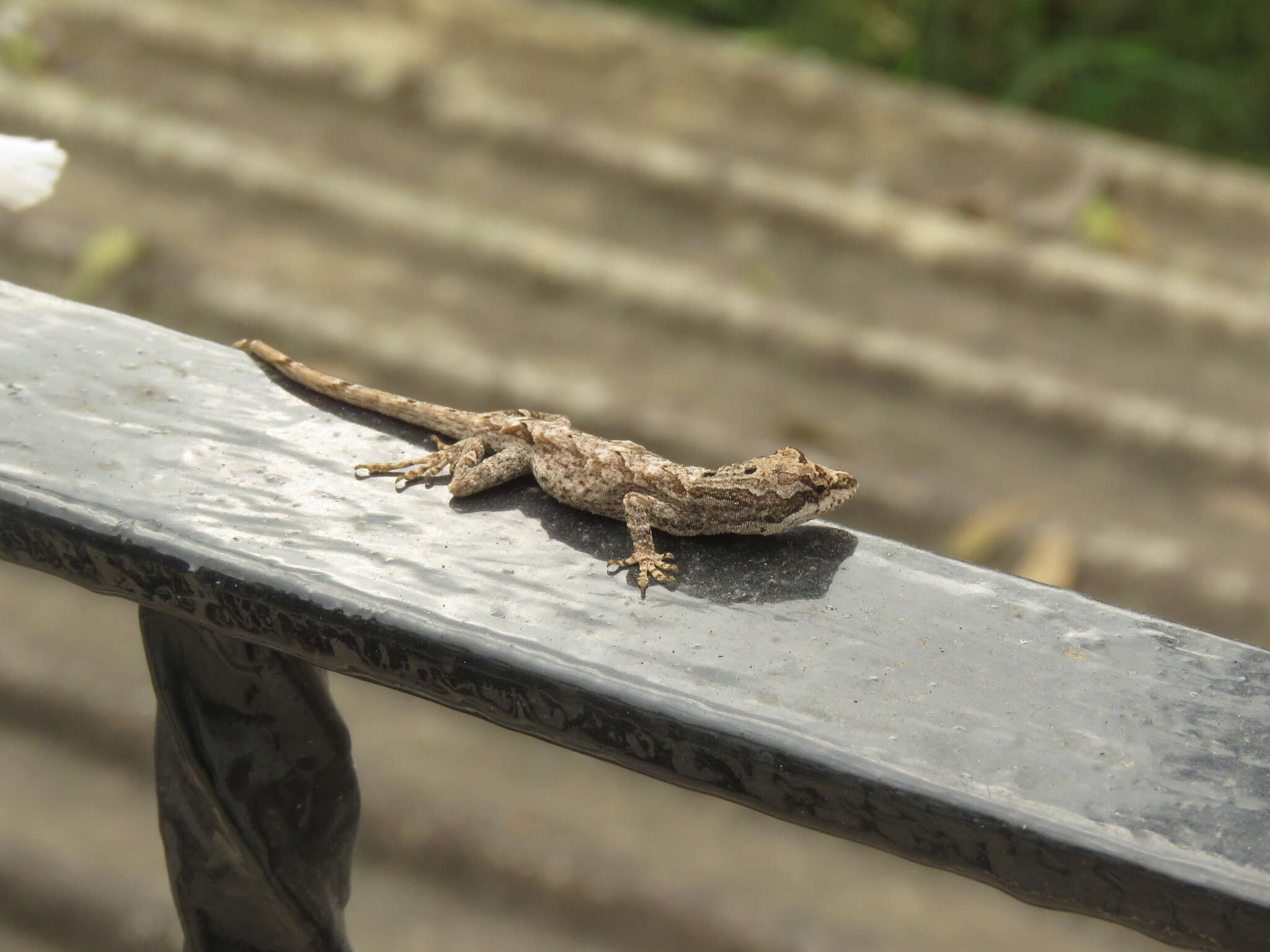 Image of White Anole